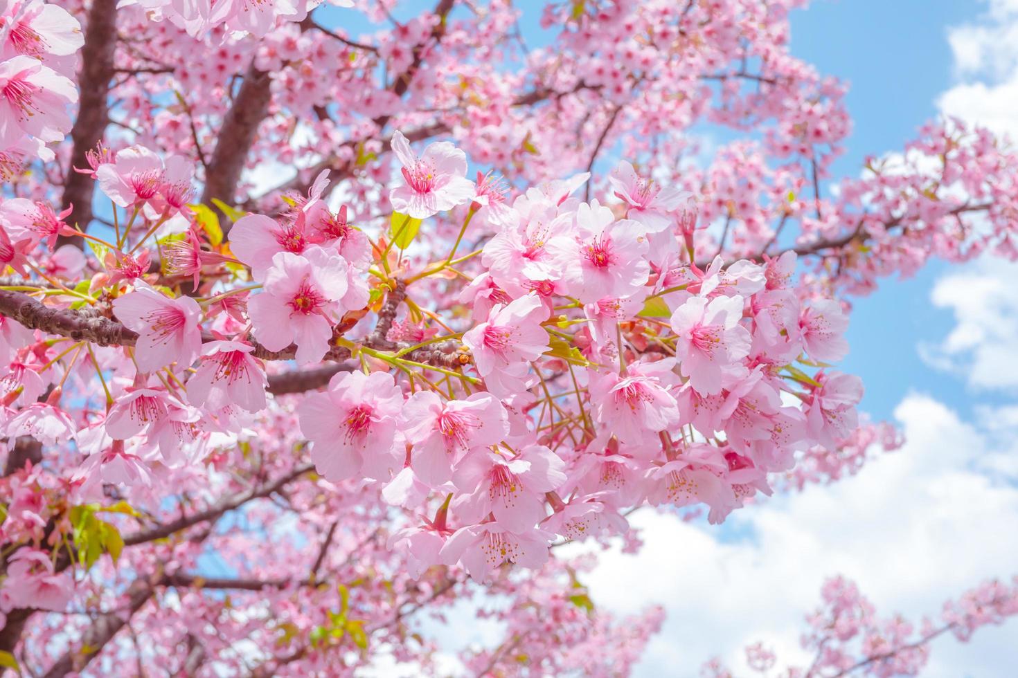 hermosas flores de cerezo rosa sakura con refrescante por la mañana en japón foto