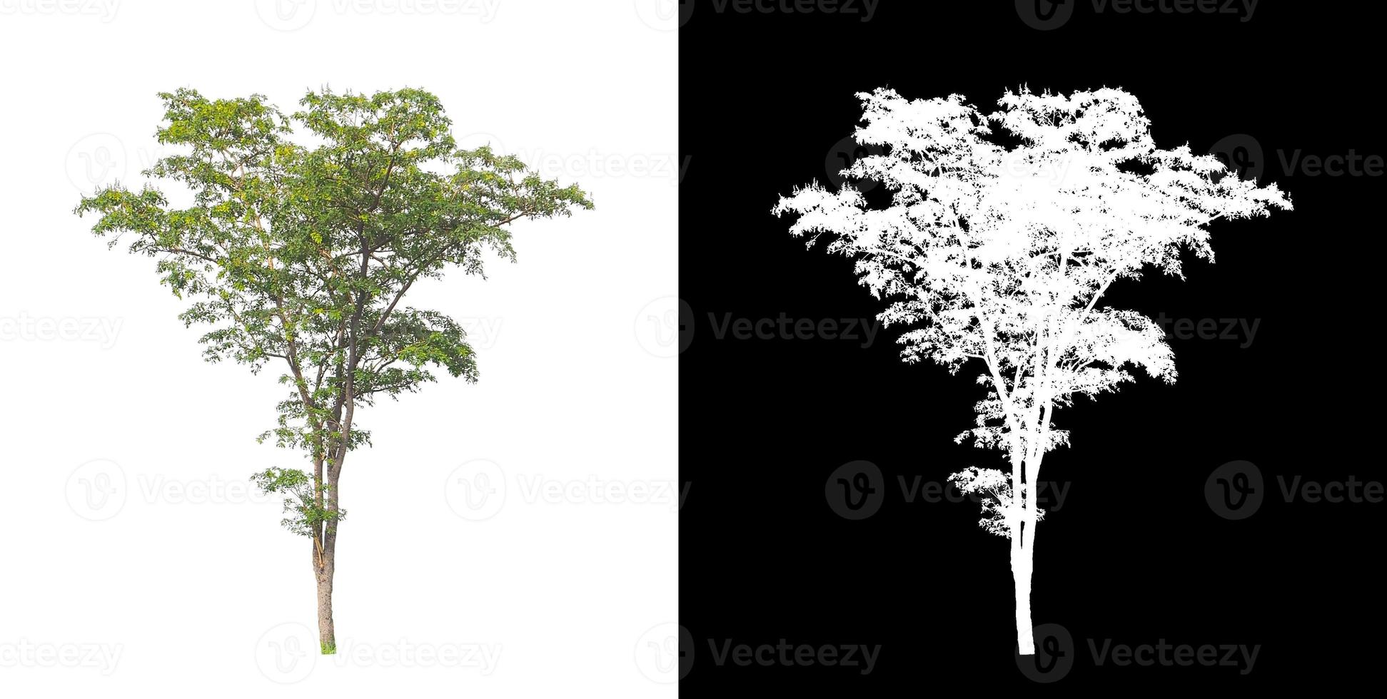 single tree with clipping path and alpha channel on black background photo