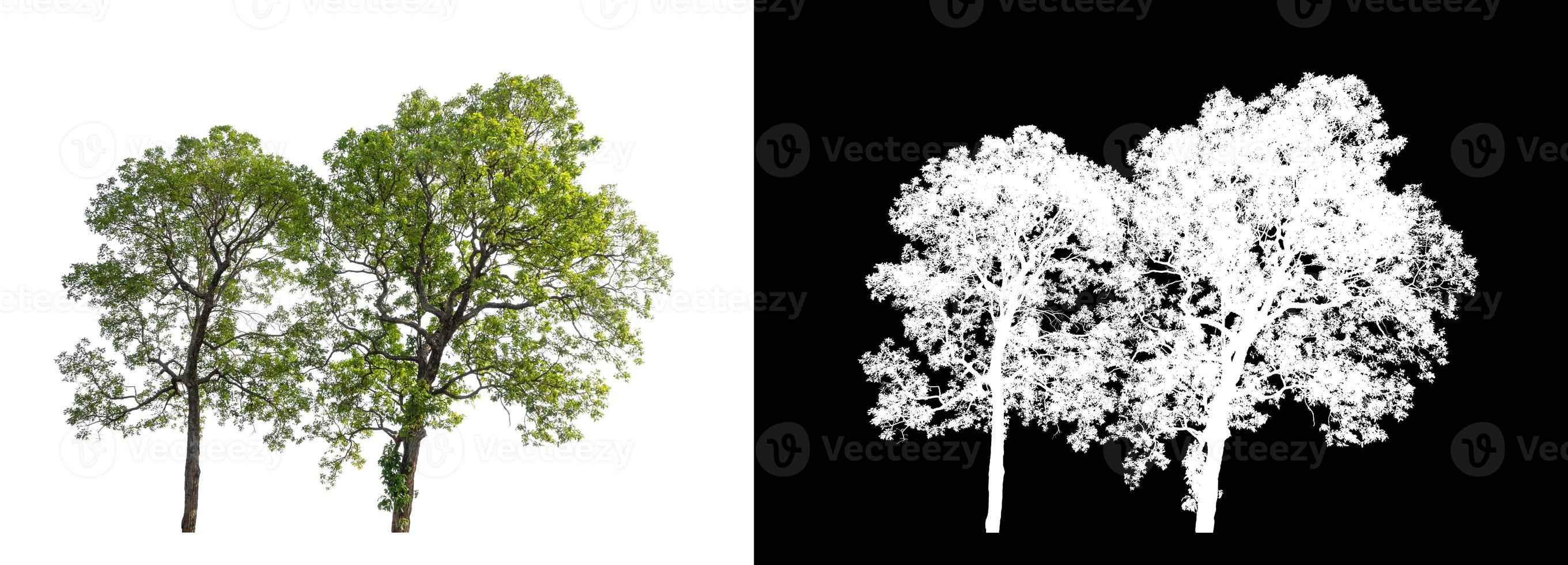 Tree isolated on a white background with clipping path and alpha channel photo