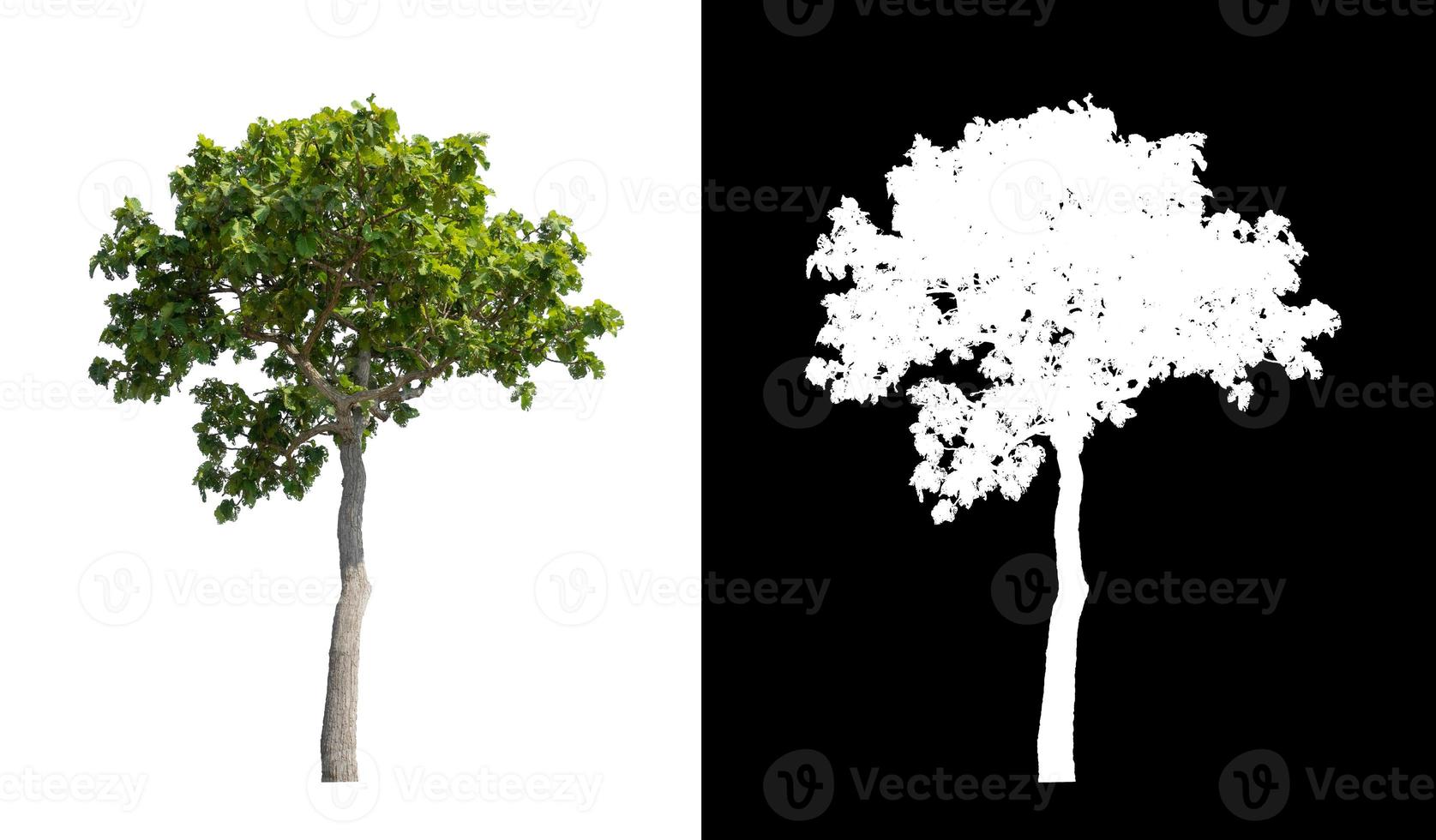 single tree with clipping path and alpha channel on black background photo