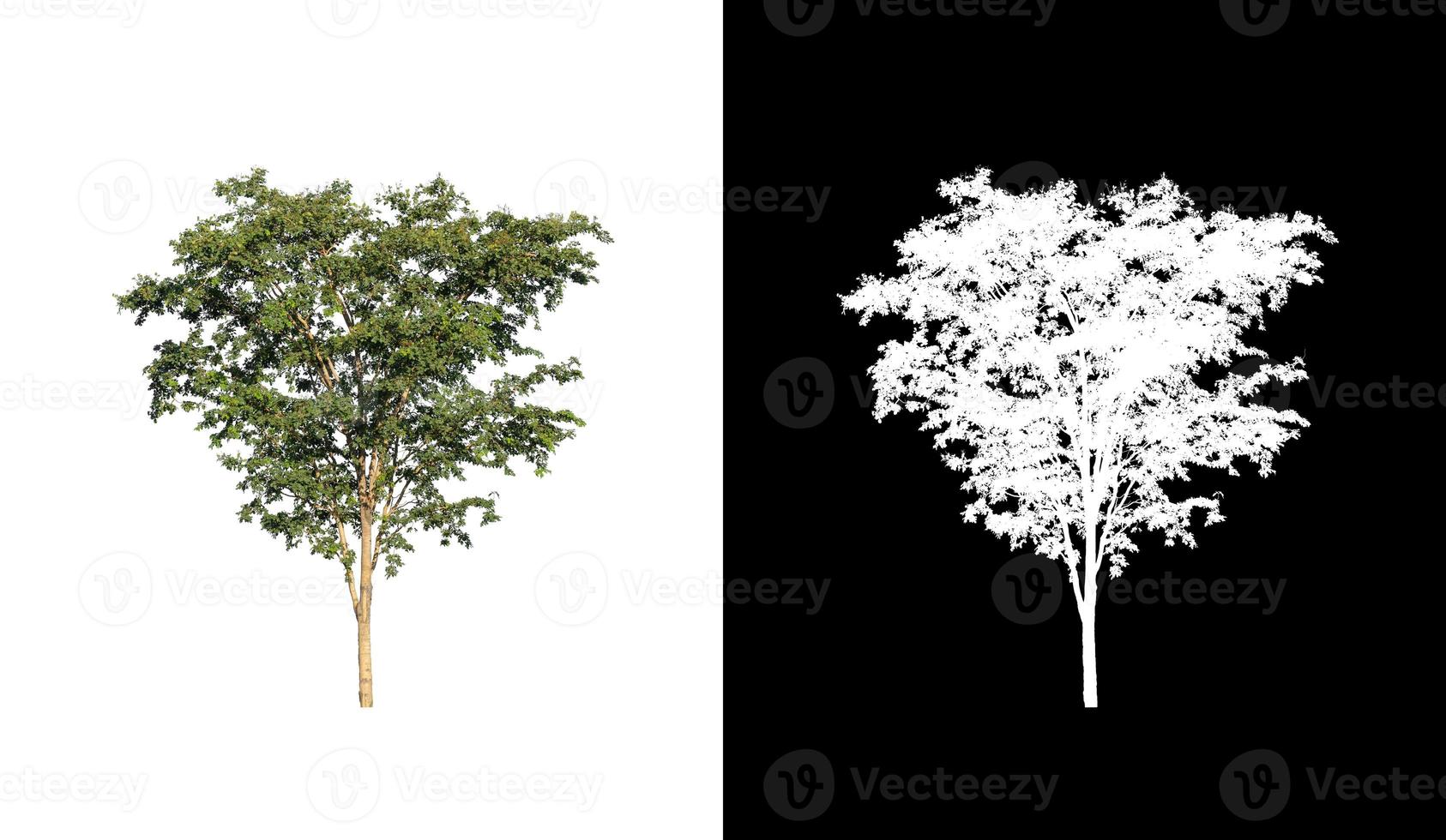 Tree isolated on a white background with clipping path and alpha channel photo