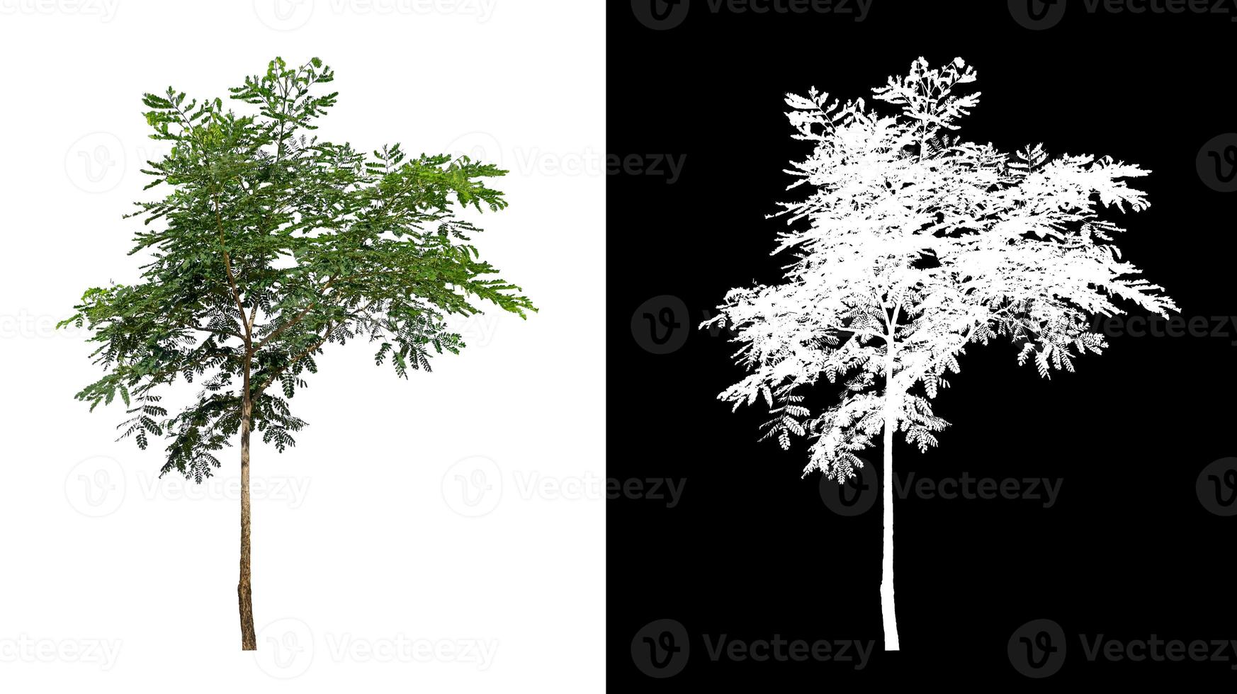 single tree with clipping path and alpha channel on black background photo