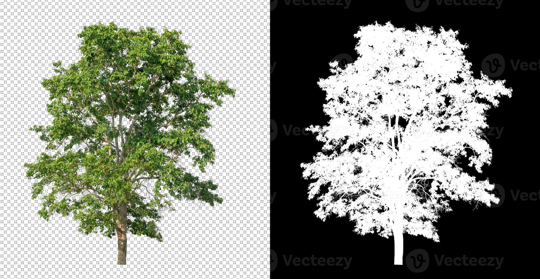 Tree on transparent picture background with clipping path, single tree with clipping path and alpha channel on black background photo
