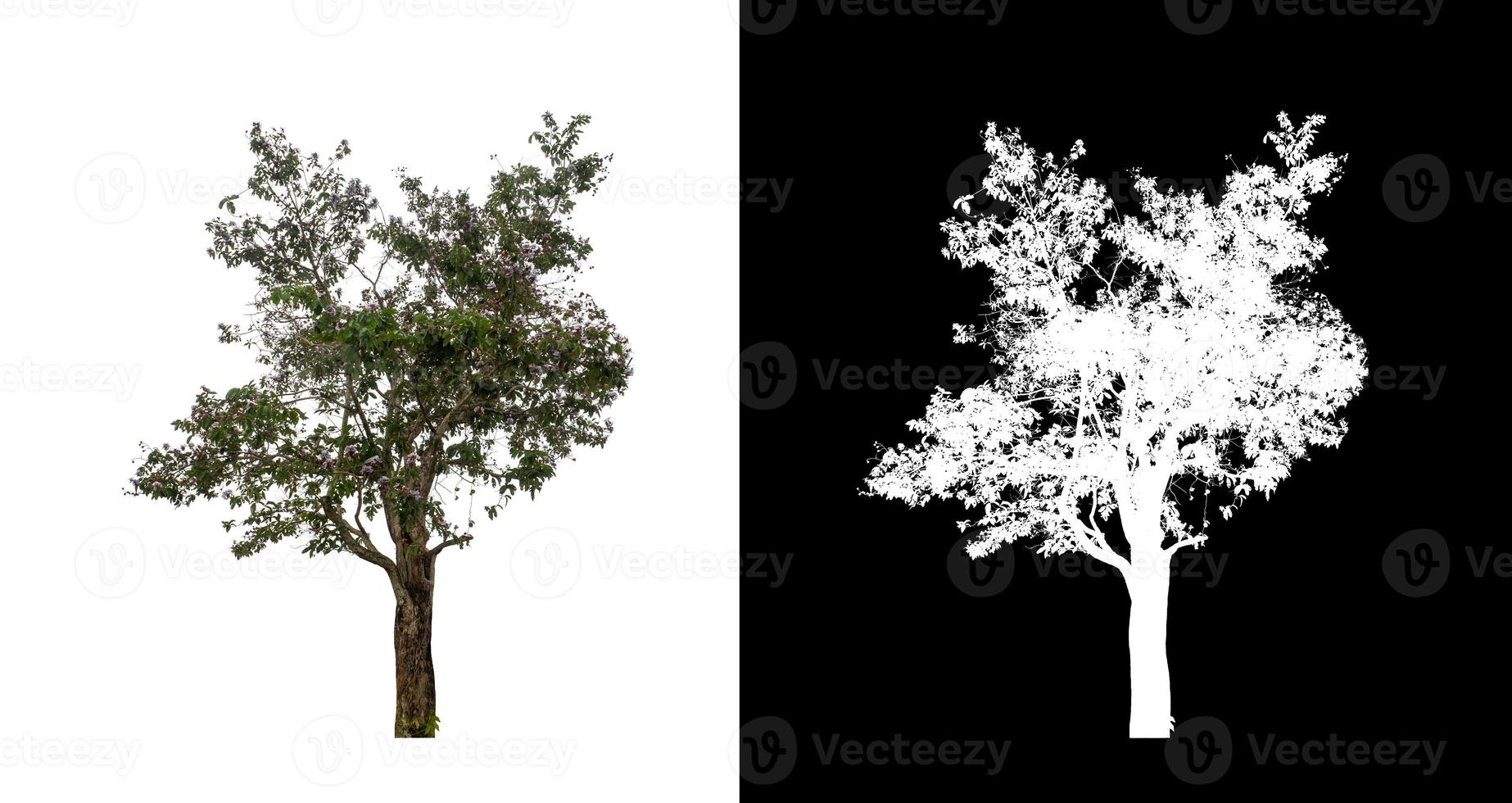 Tree isolated on a white background with clipping path and alpha channel photo