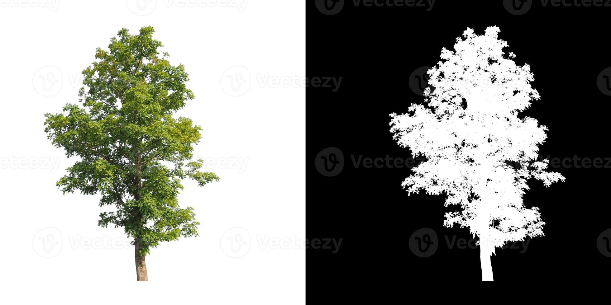 Tree isolated on a white background with clipping path and alpha channel photo