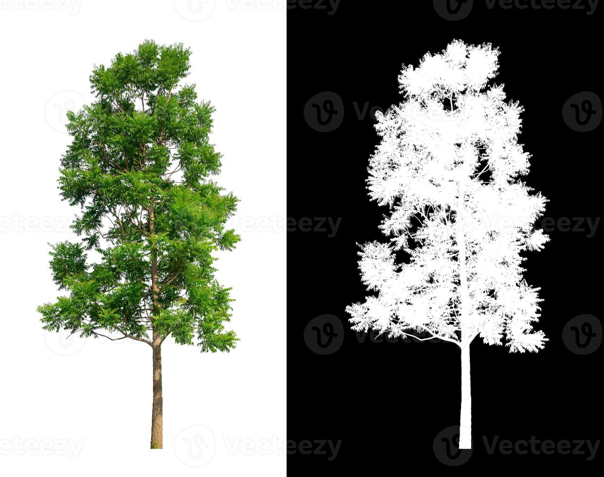 Tree isolated on a white background with clipping path and alpha channel photo