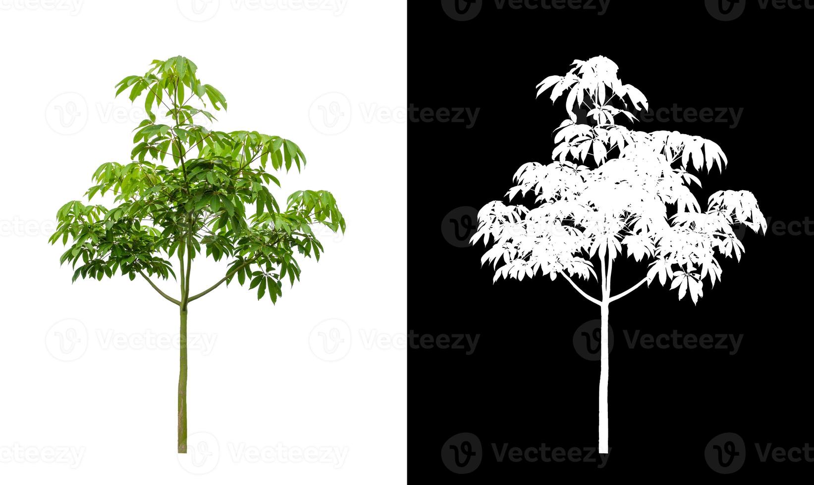 single tree with clipping path and alpha channel on black background photo