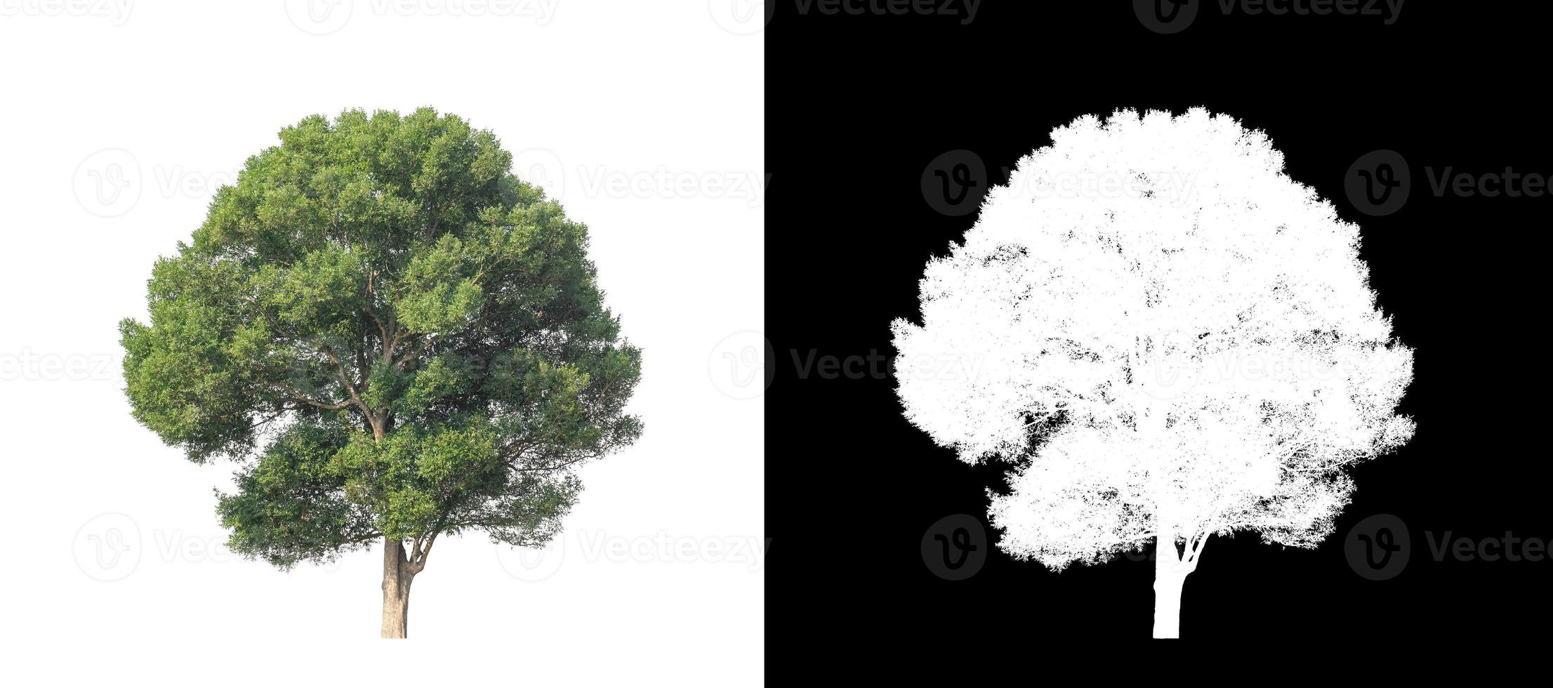 Tree isolated on a white background with clipping path and alpha channel photo