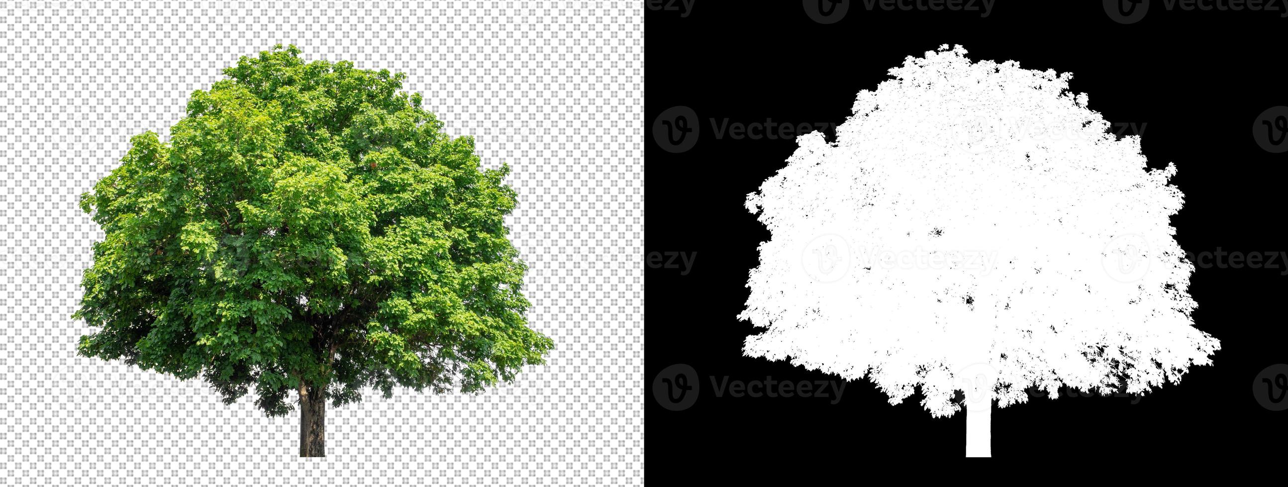 Tree on transparent picture background with clipping path, single tree with clipping path and alpha channel photo