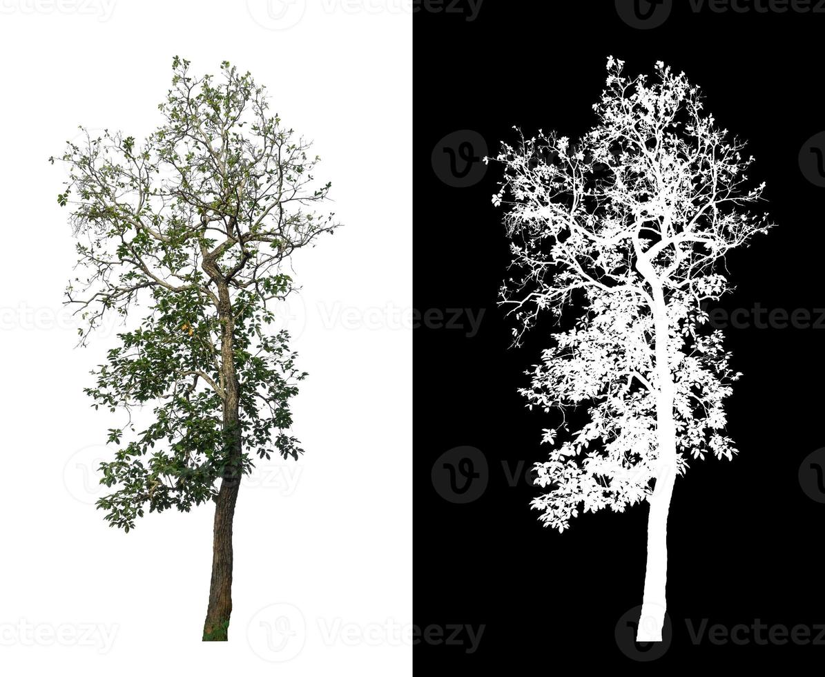 Tree isolated on a white background with clipping path and alpha channel photo