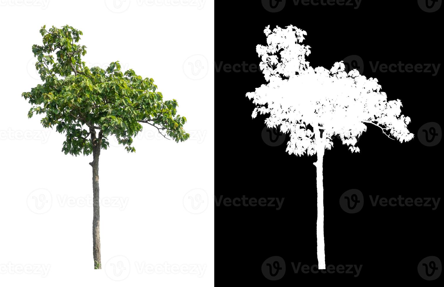 single tree with clipping path and alpha channel on black background photo