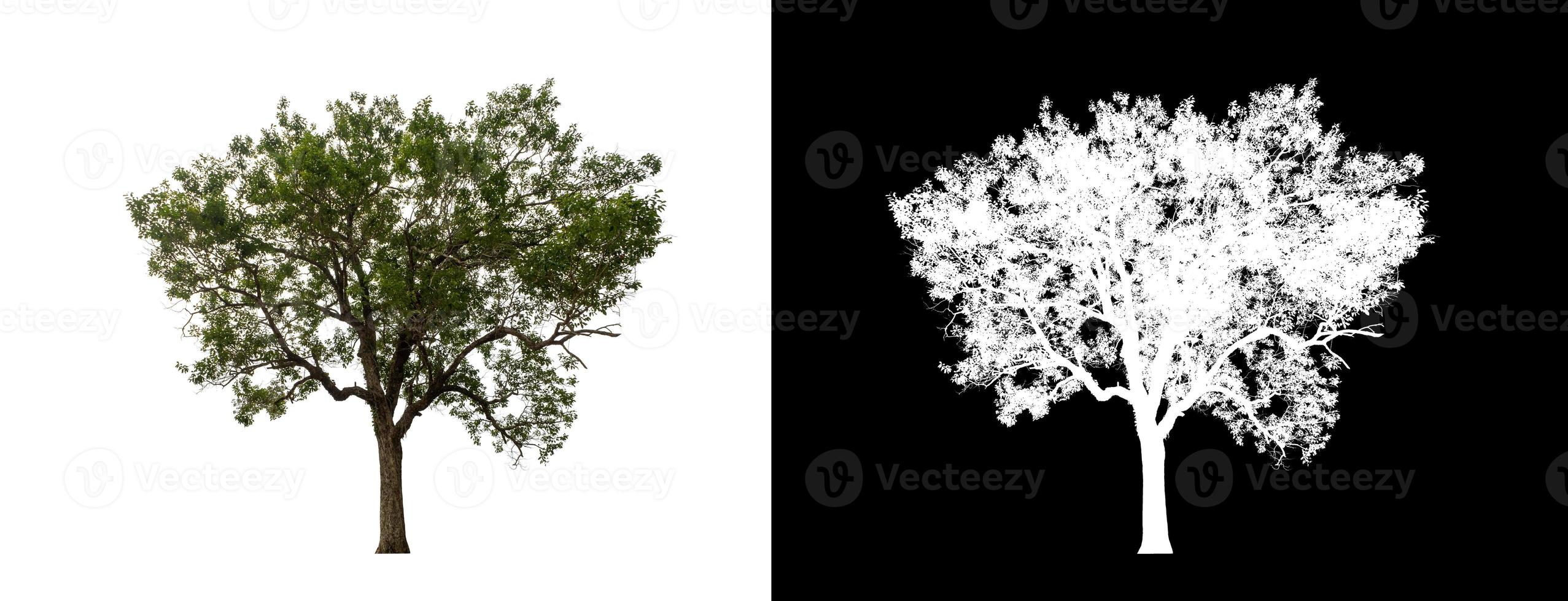 Tree isolated on a white background with clipping path and alpha channel photo