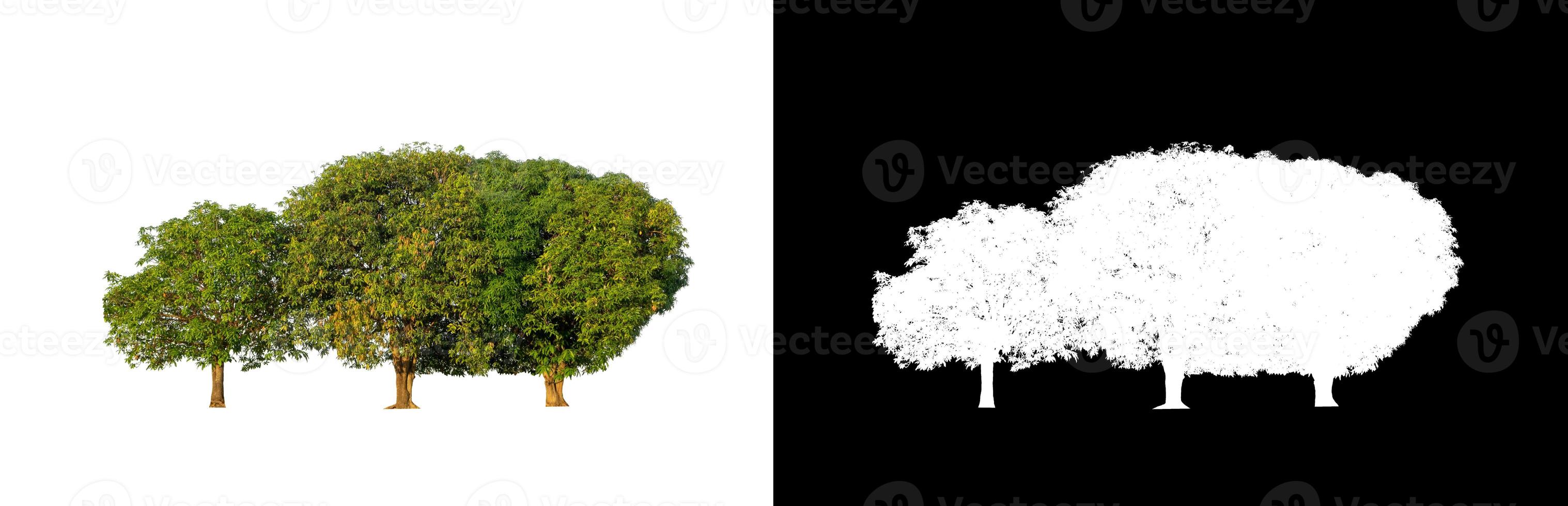 mango tree isolated on a white background with clipping path and alpha channel photo