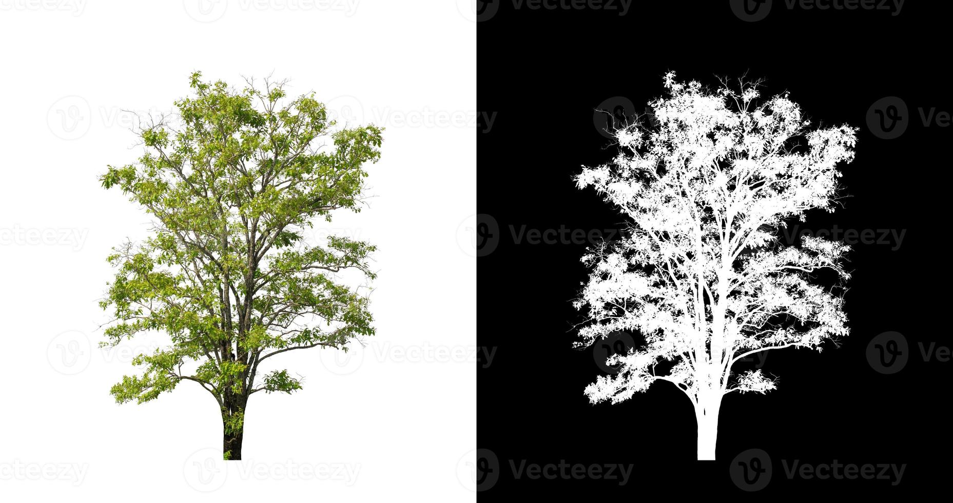 Tree isolated on a white background with clipping path and alpha channel photo