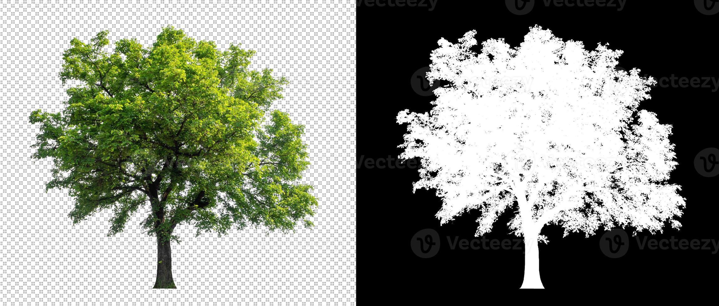 Tree on transparent picture background with clipping path, single tree with clipping path and alpha channel photo