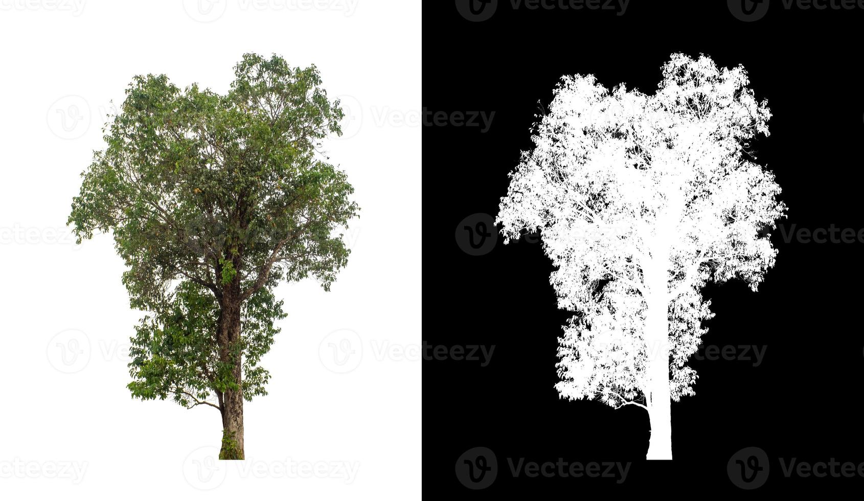 Tree isolated on a white background with clipping path and alpha channel photo