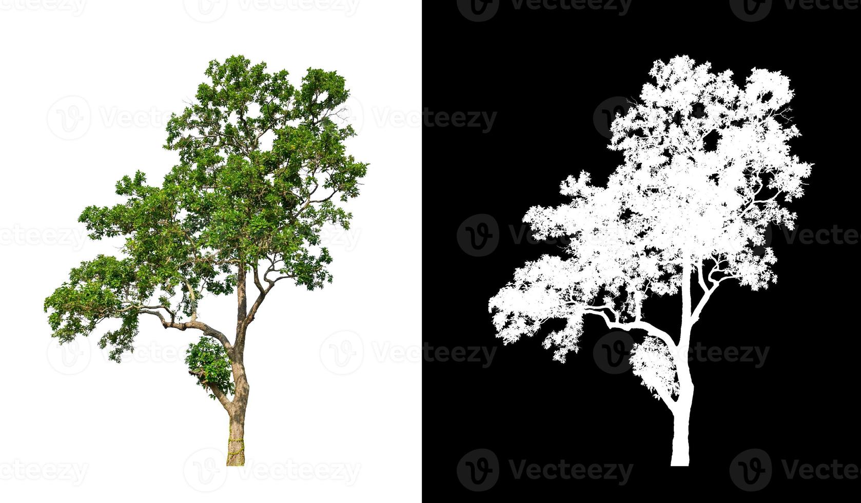 Tree isolated on a white background with clipping path and alpha channel photo