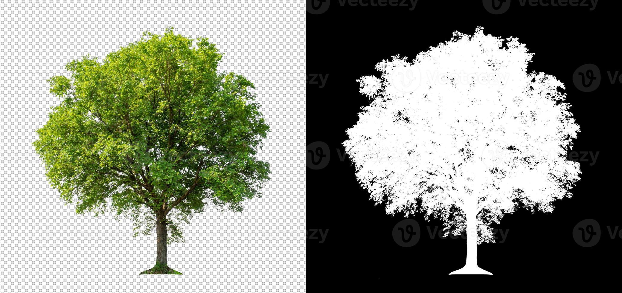 Tree on transparent picture background with clipping path, single tree with clipping path and alpha channel photo