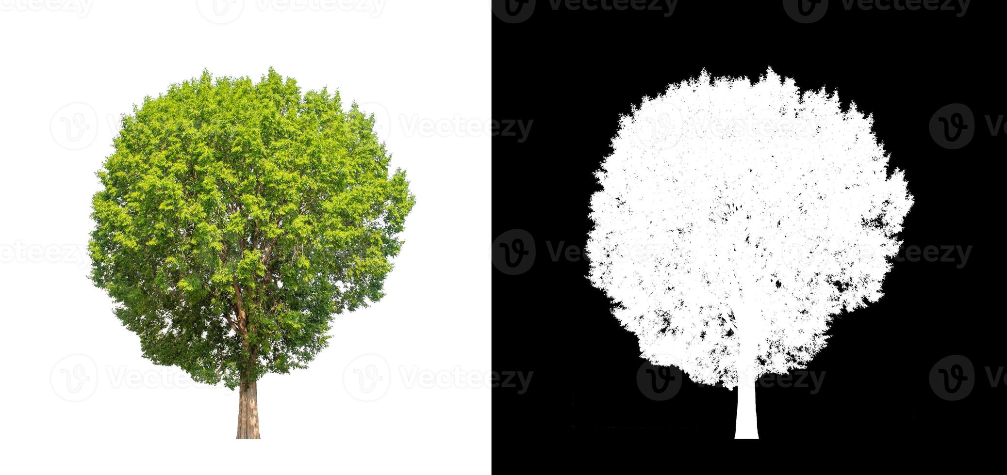 Tree isolated on a white background with clipping path and alpha channel photo