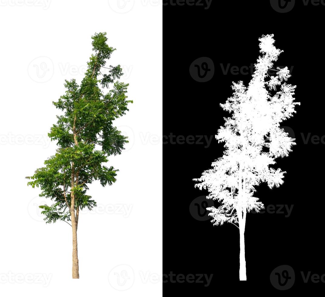 Tree isolated on a white background with clipping path and alpha channel photo