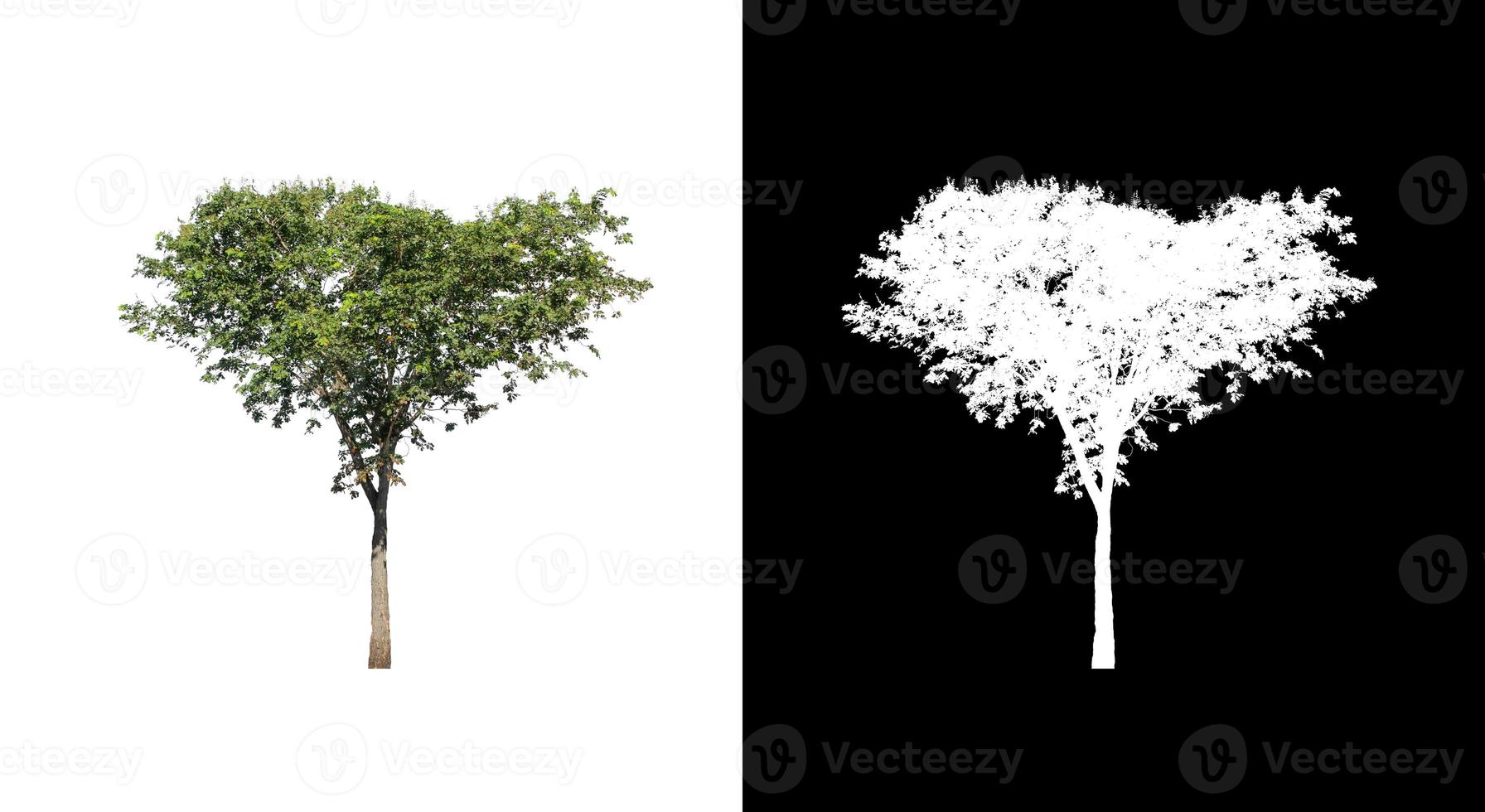 Tree isolated on a white background with clipping path and alpha channel photo