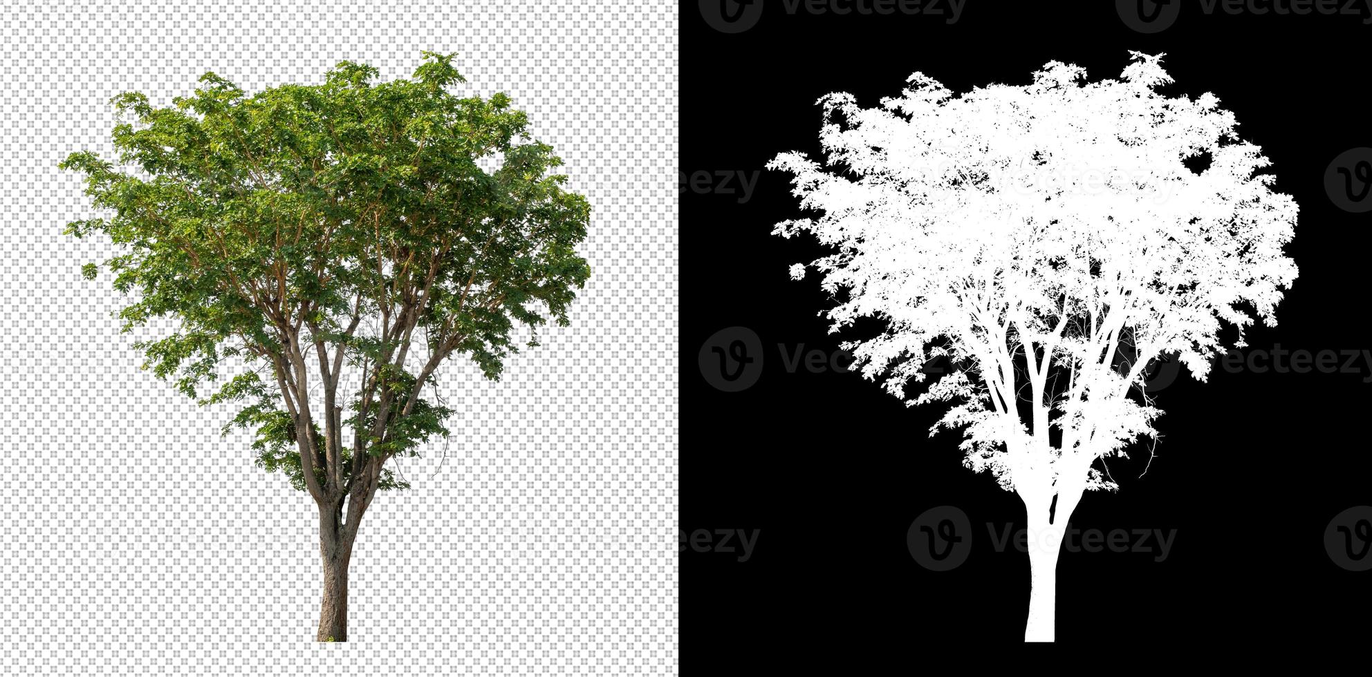 Tree on transparent picture background with clipping path, single tree with clipping path and alpha channel photo