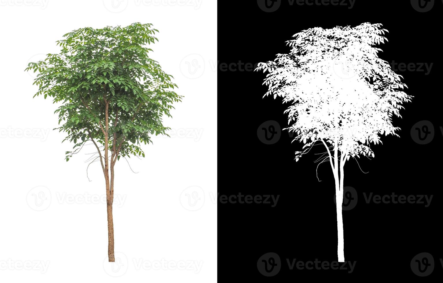 Tree isolated on a white background with clipping path and alpha channel photo