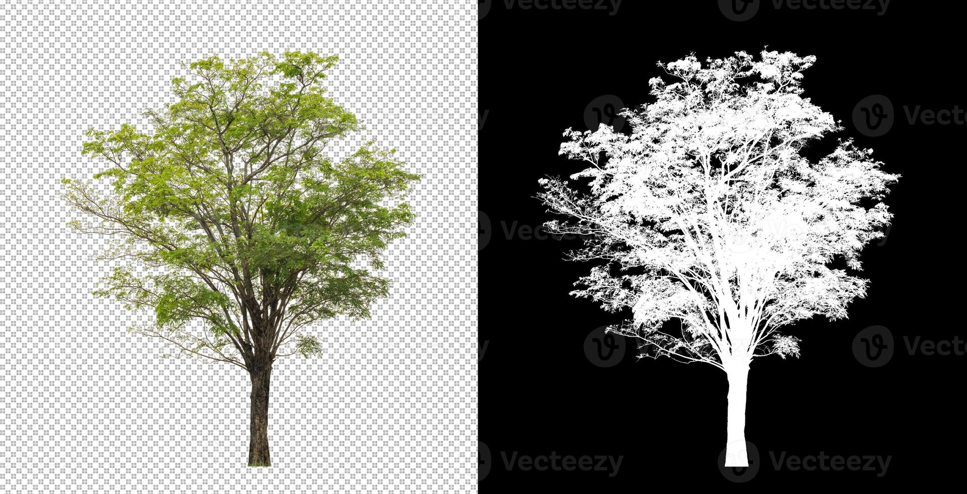 Tree on transparent picture background with clipping path, single tree with clipping path and alpha channel photo
