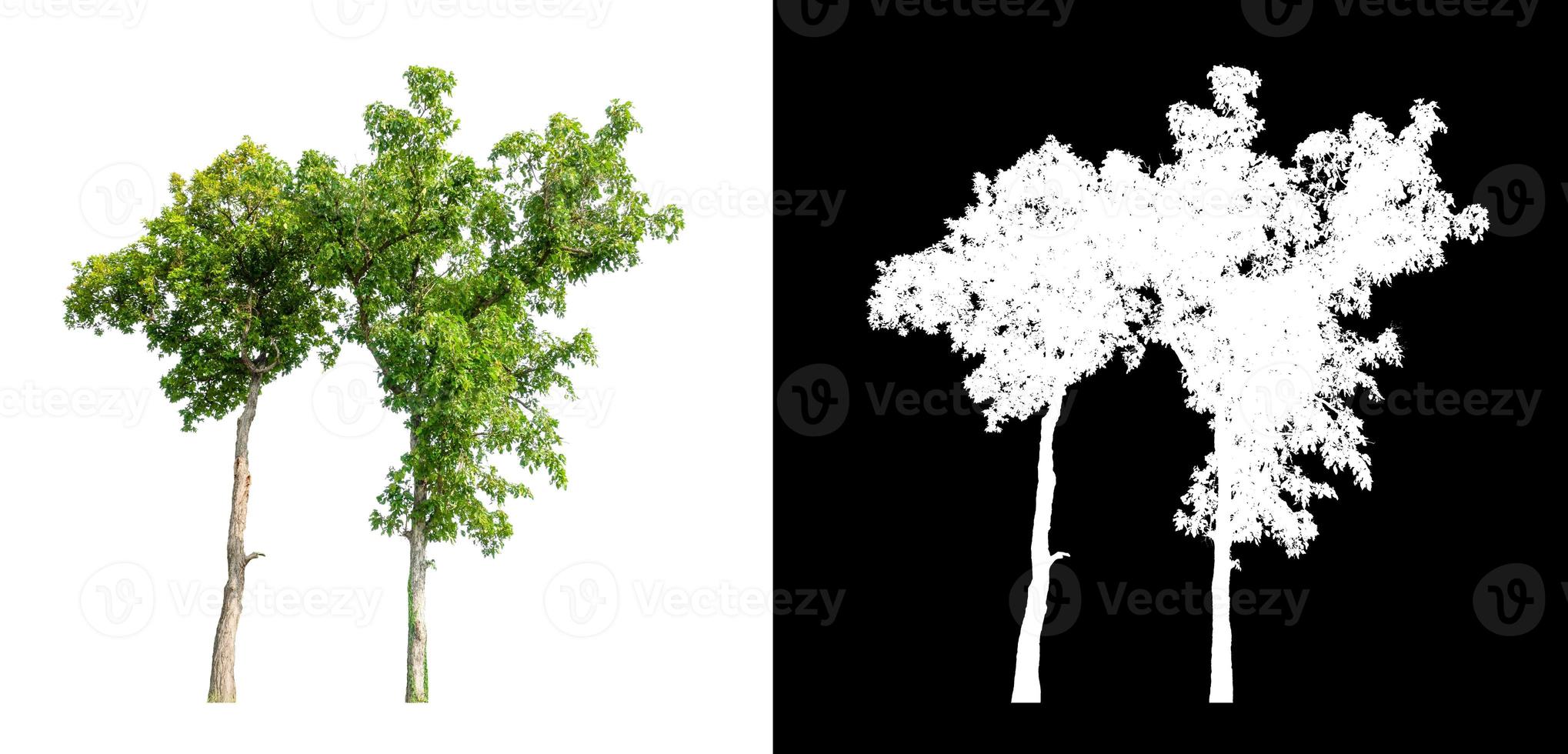 Tree isolated on a white background with clipping path and alpha channel photo