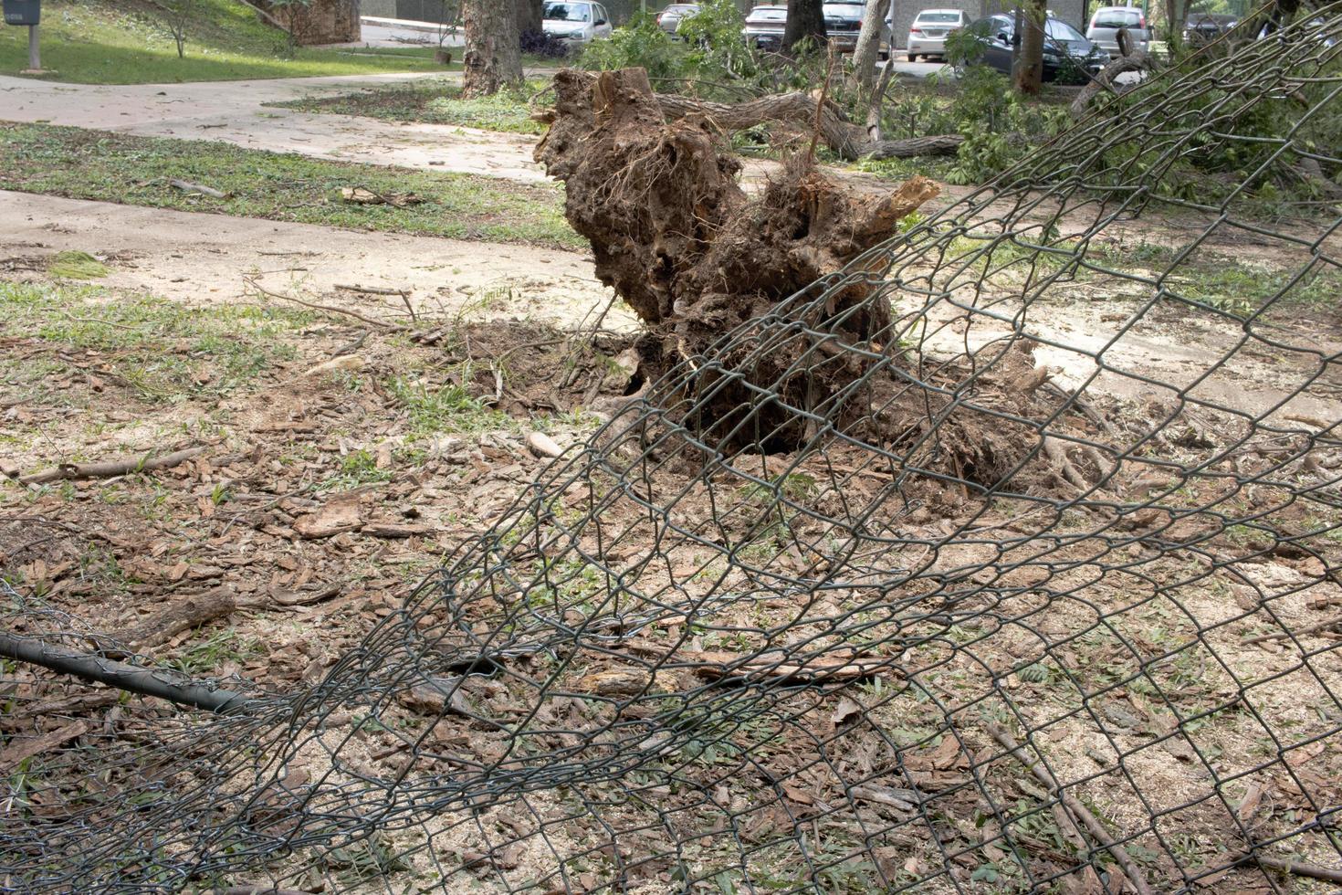 Brasilia, Brazil, November 11 2022 A Tree that was uprooted and fell down during a windstorm in Olhos de agua park in Brasilia, and was sawed up to be removed photo