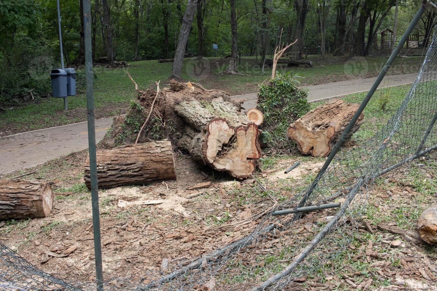 A tree that was uprooted and fell down during a windstorm in Olhos de agua park in Brasilia, and was sawed up to be removed photo