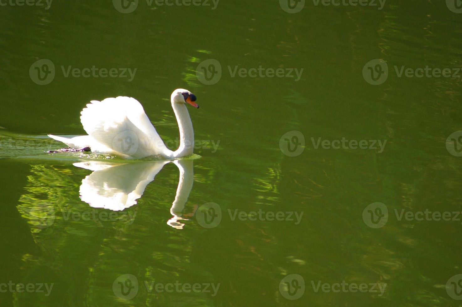 Graceful swan on a perfectly calm lake with mirror-like reflection photo