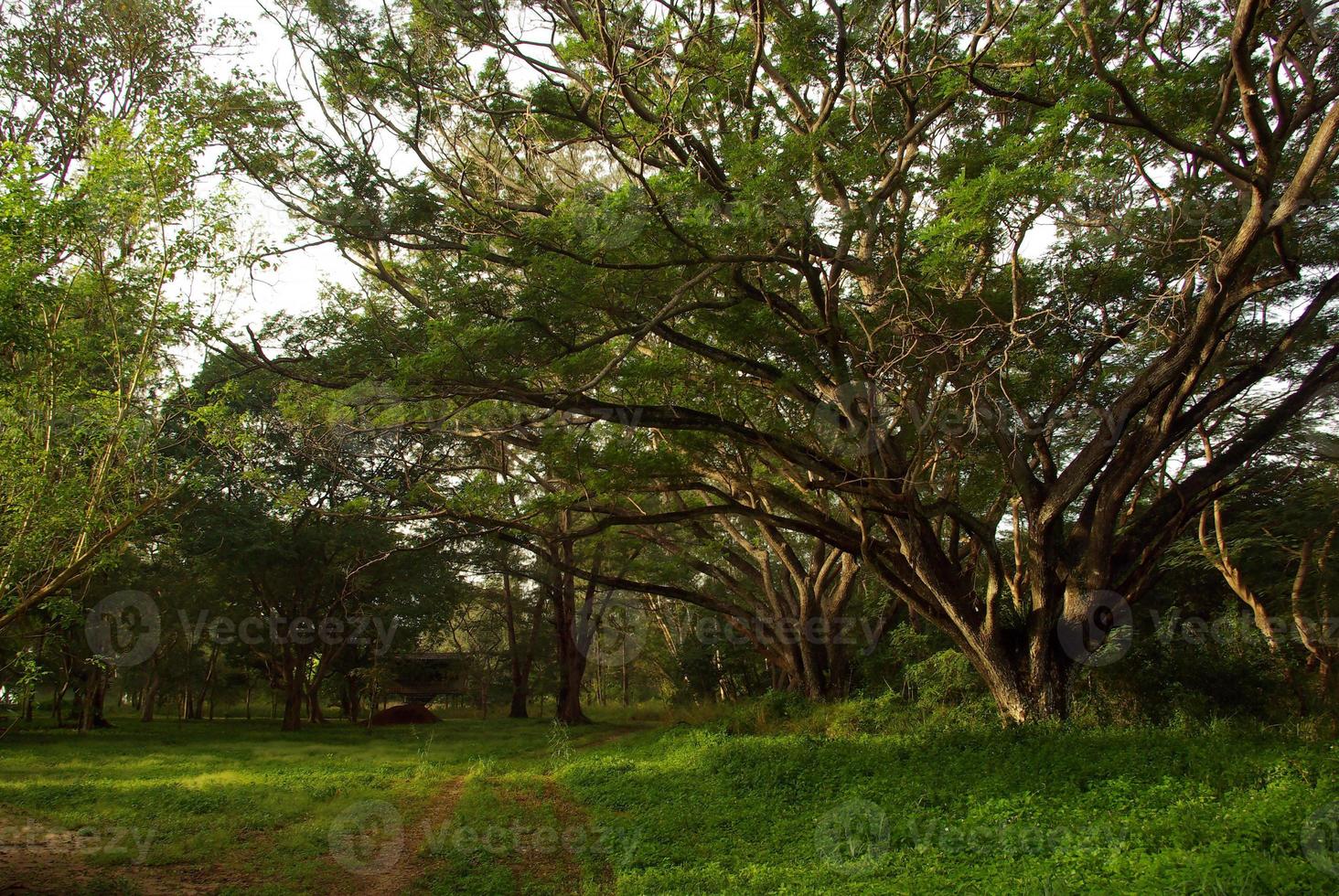 sombra del dosel del árbol de lluvia árbol grande en el bosque foto