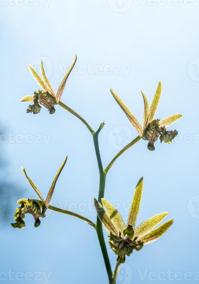 Small Orchid flowers of Eulophia Andamanensis Ground Orchid on the sky background photo