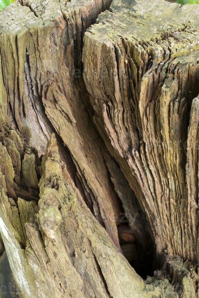 Abstract Surface texture and trenches on the bark of tree trunk photo