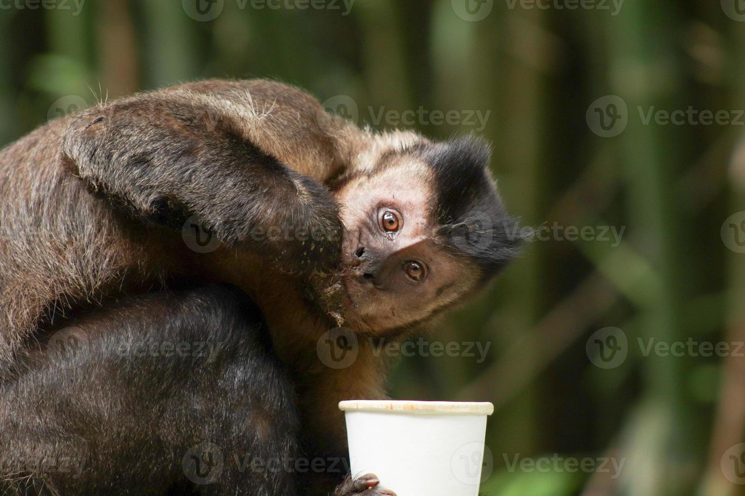 Rio de Janeiro, RJ, Brazil, 2022 - Capuchin monkey grabs a cup of soda from a trash can to drink the beverage and eats a cornstarch biscuit at Emperor's Table belvedere photo