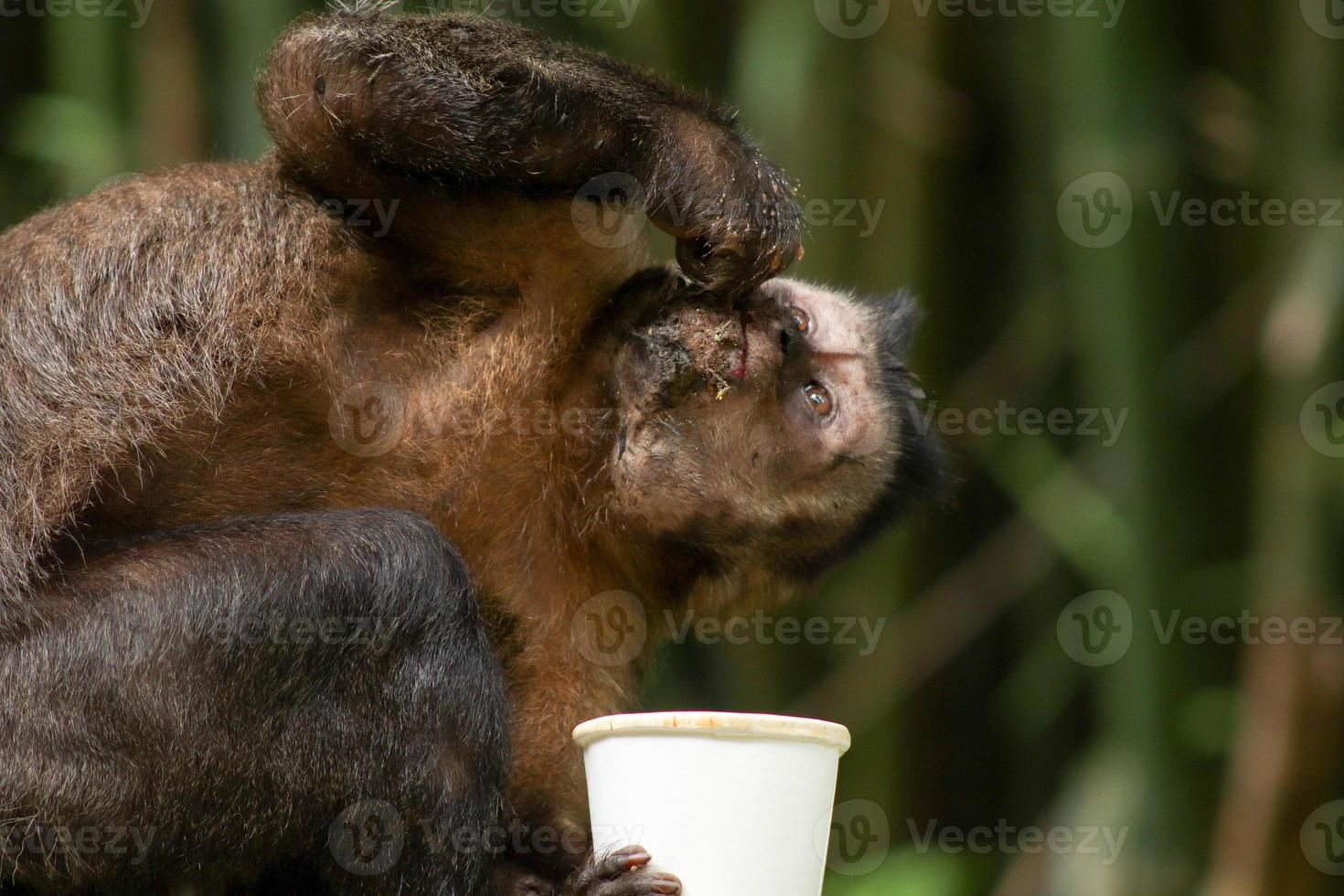 Rio de Janeiro, RJ, Brazil, 2022 - Capuchin monkey grabs a cup of soda from a trash can to drink the beverage and eats a cornstarch biscuit at Emperor's Table belvedere photo