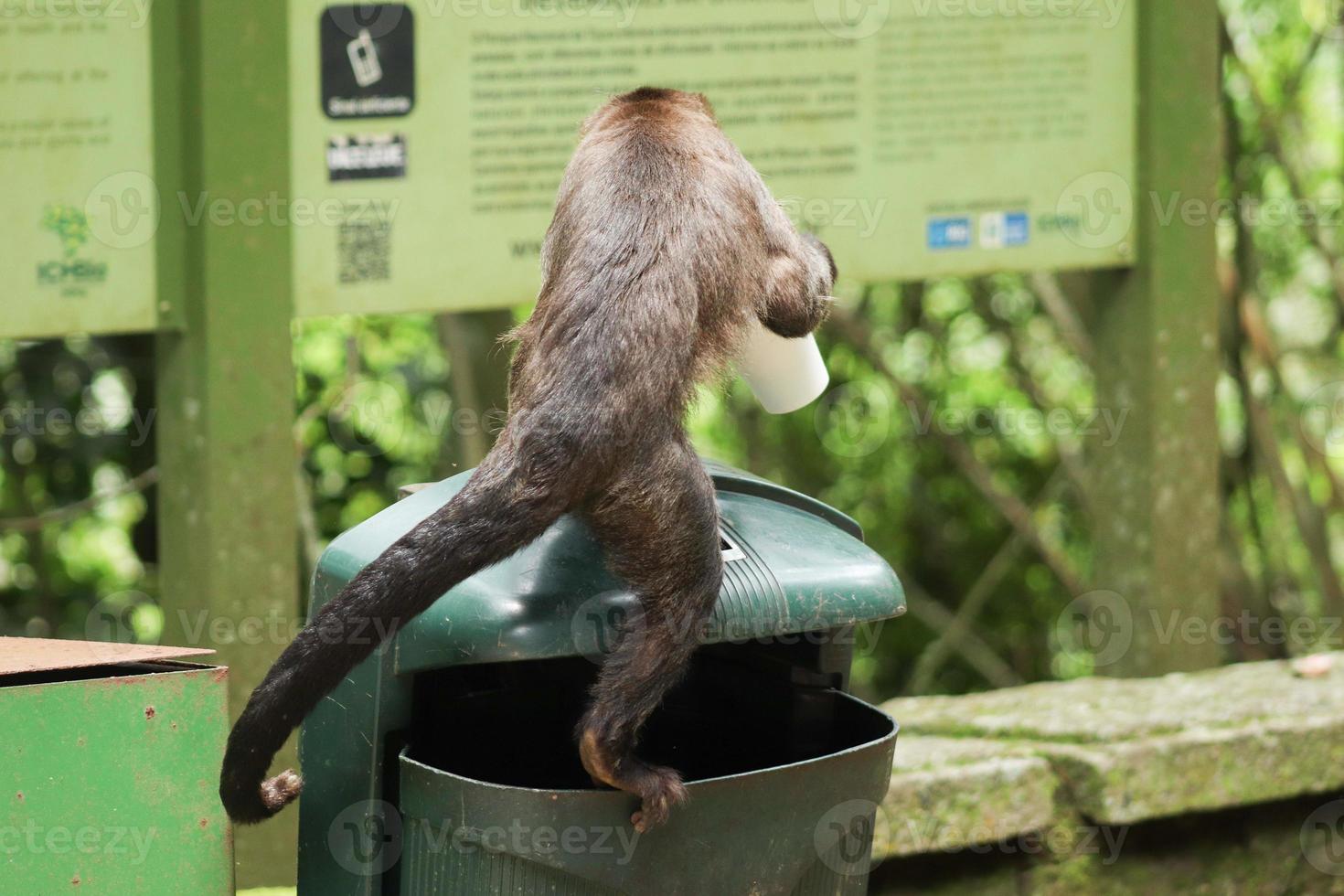 Rio de Janeiro, RJ, Brazil, 2022 - Capuchin monkey grabs a cup of soda from a trash can to drink the beverage and eats a cornstarch biscuit at Emperor's Table belvedere photo