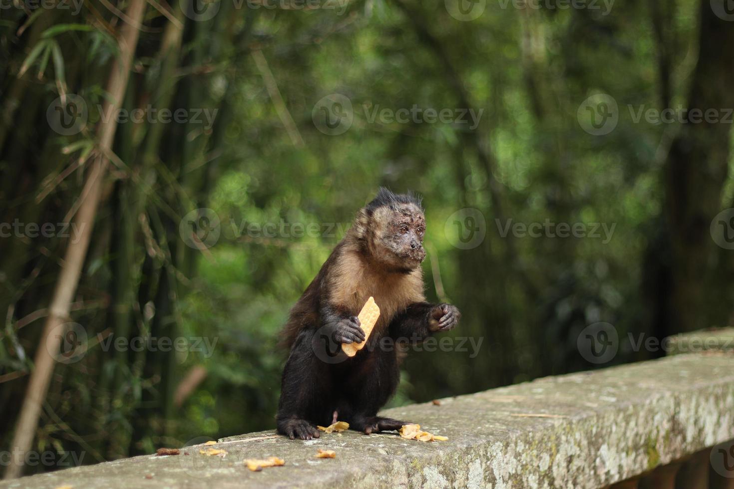 Rio de Janeiro, RJ, Brazil, 2022 - Capuchin monkey grabs a cup of soda from a trash can to drink the beverage and eats a cornstarch biscuit at Emperor's Table belvedere photo