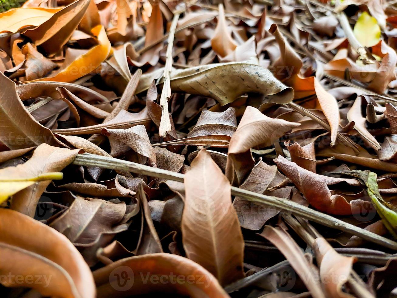 brown dry leaf texture, suitable for brochure, flyer, website background. photo