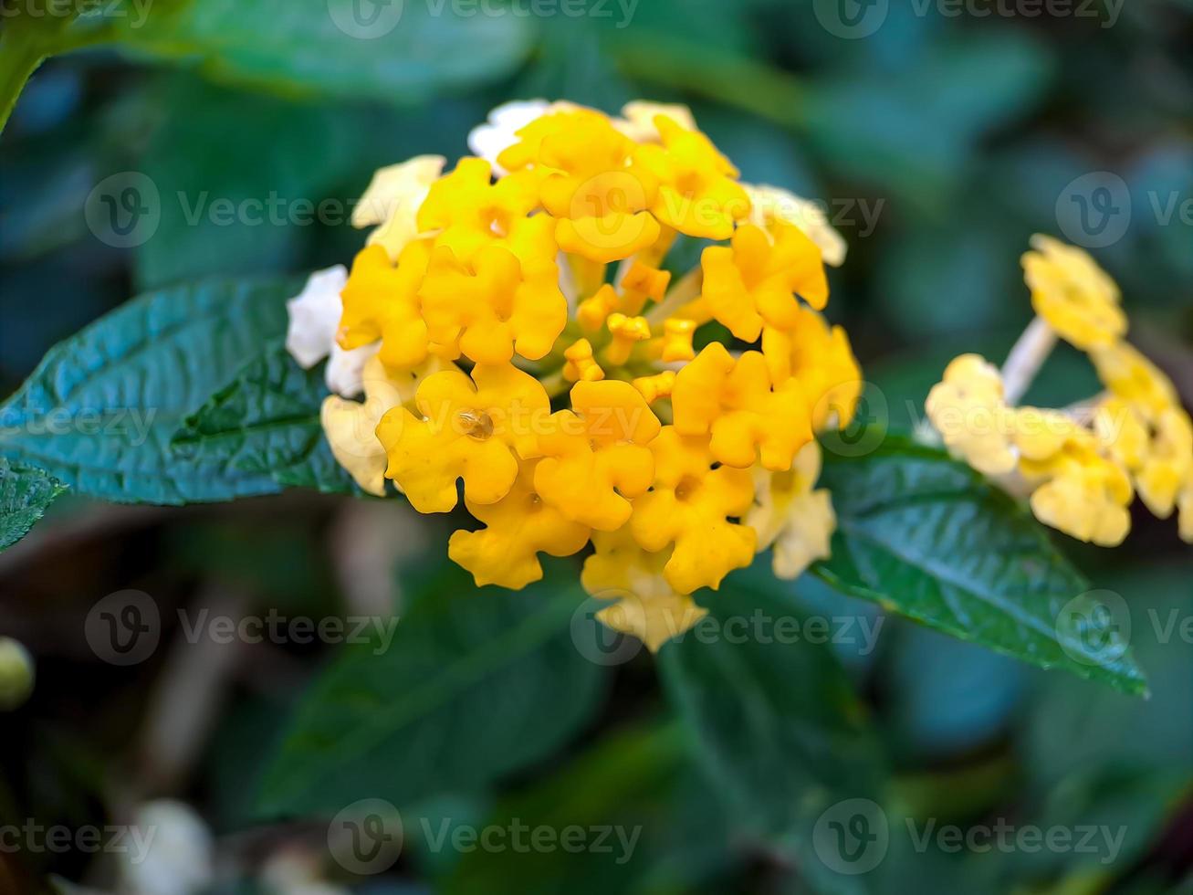 Yellow lantana is a type of flowering plant from the Verbenaceae family originating from the tropics of Central and South America. Lantana camara. Macro yellow flower closeup. in a public park. photo