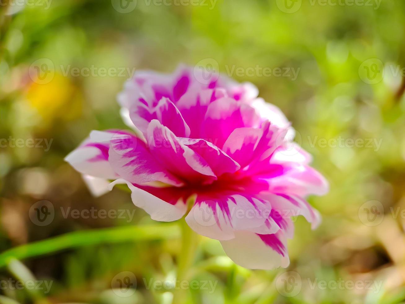 flor de rosa de musgo rosa sobre fondo verde borroso. árbol de portulaca grandiflora con flores. fotografía macro tomada en el jardín. foto