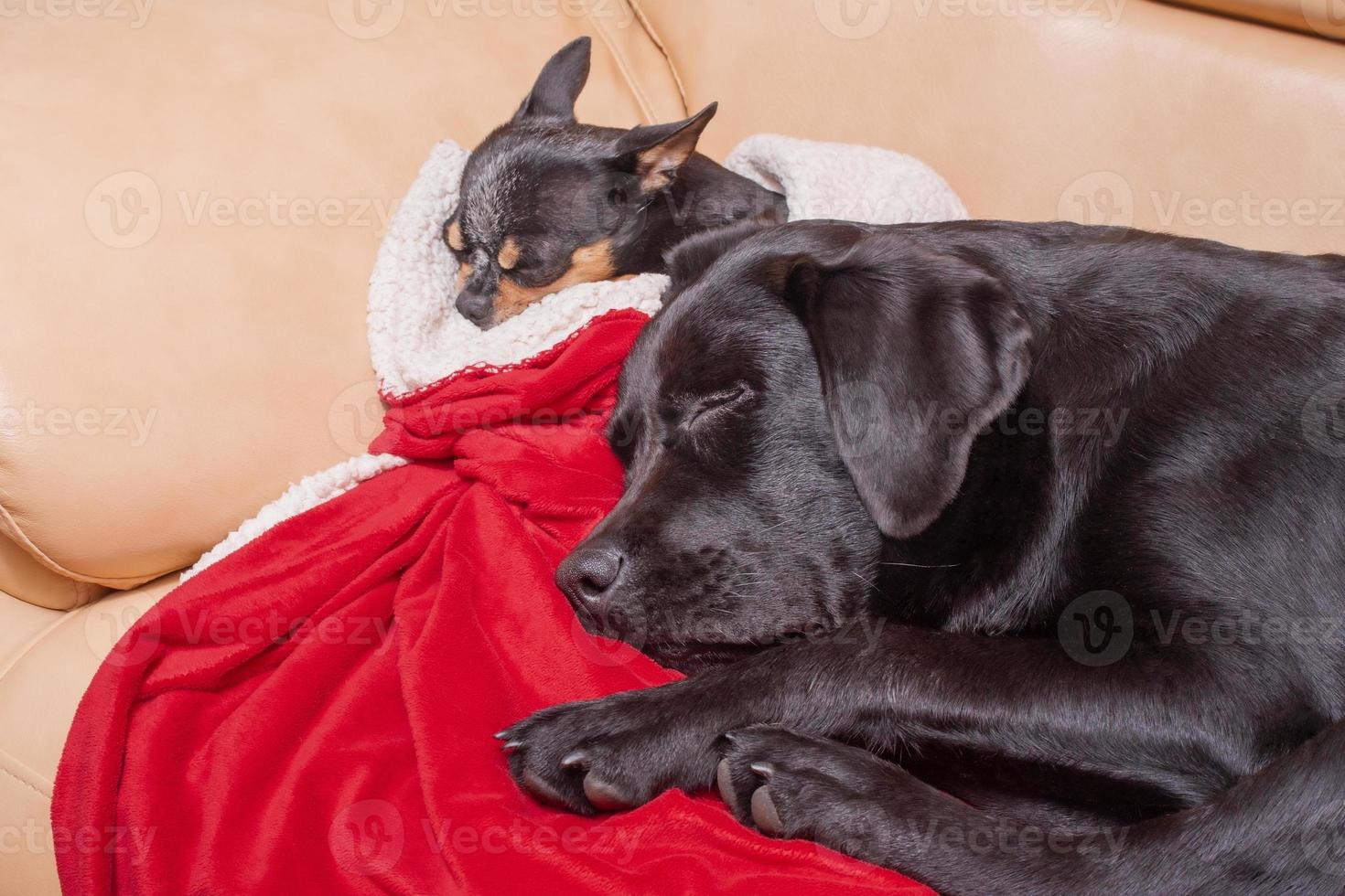 Dogs on a sofa on a red blanket. Two dogs are sleeping, a chihuahua and a labrador retriever. photo