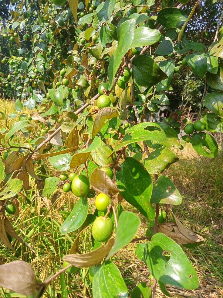 Monkey apple, wallpaper, delicious food, beautiful nature photo