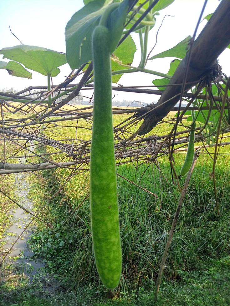 Long Gourd, wallpaper, beauty nature 14324434 Stock Photo at Vecteezy