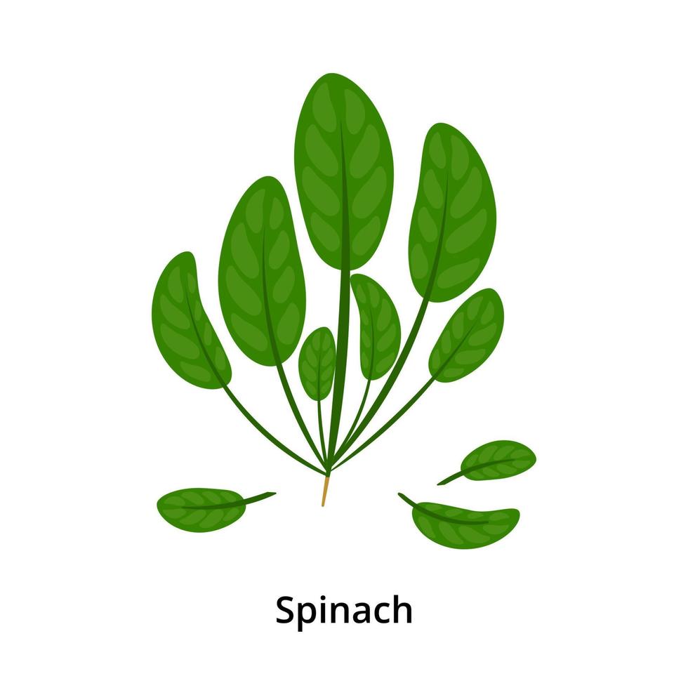 Cartoon spinach illustration. vector