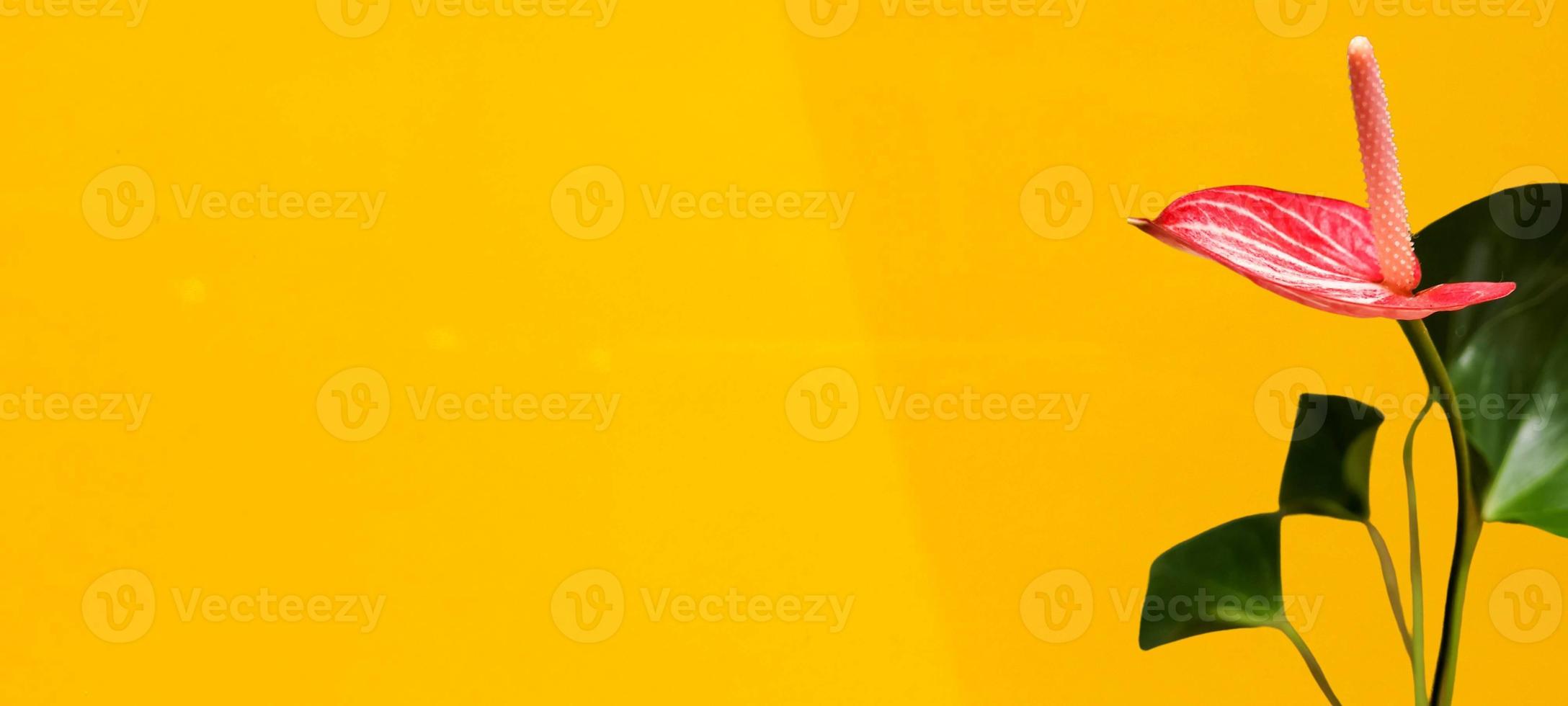 red flower with yellow background photo
