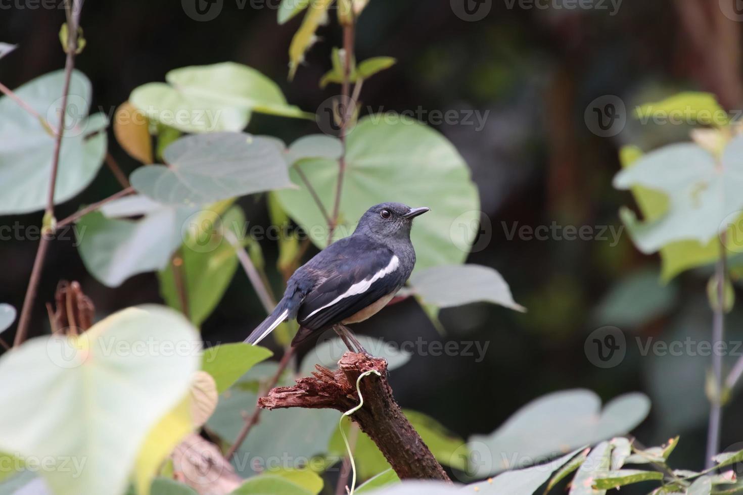 Oriental Magpie Robin in a park photo