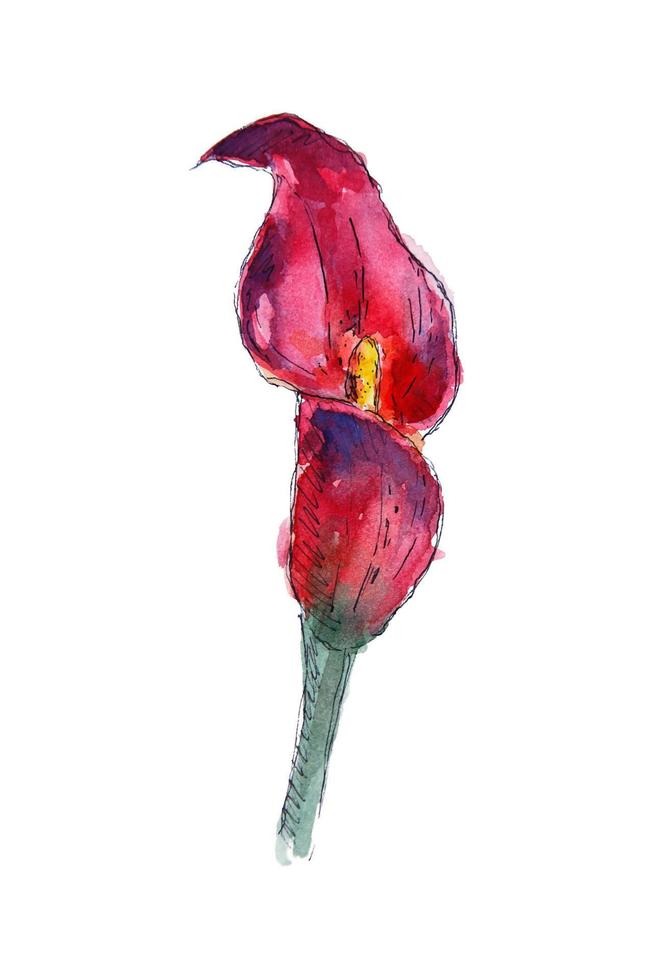 boceto de cala acuarela dibujada a mano. calla roja acuarela aislada. vector