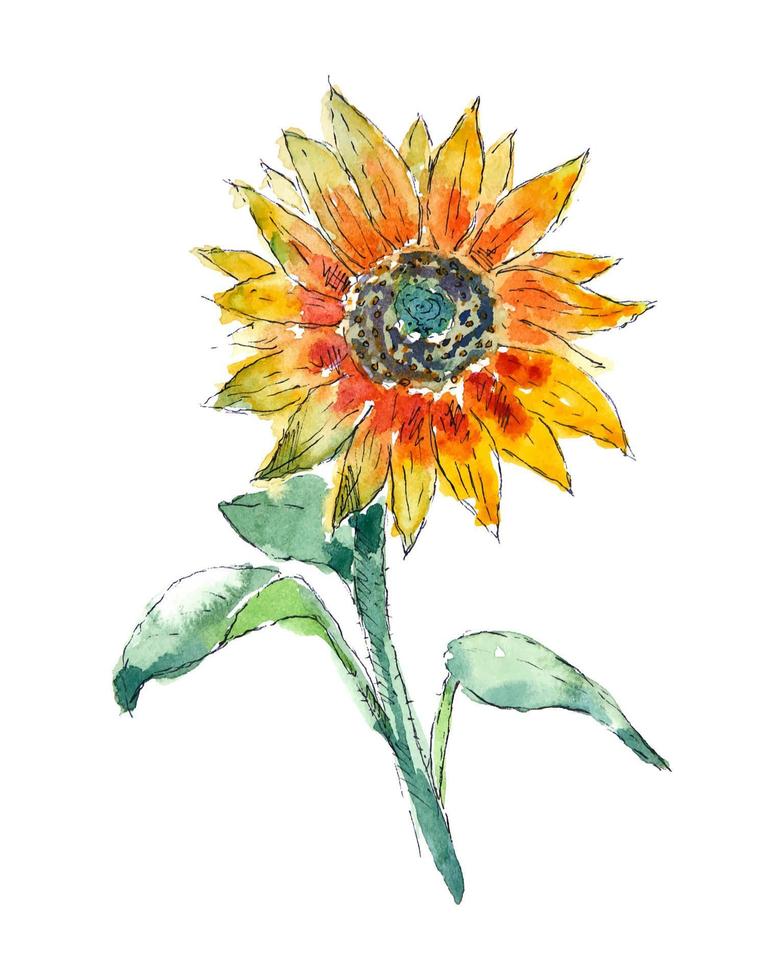 Hand drawn watercolor sunflower sketch. Isolated watercolor sunflower. vector